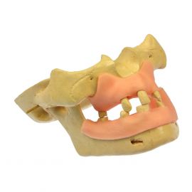 Model maxilar si mandibula cu gingie atasata, Stoma